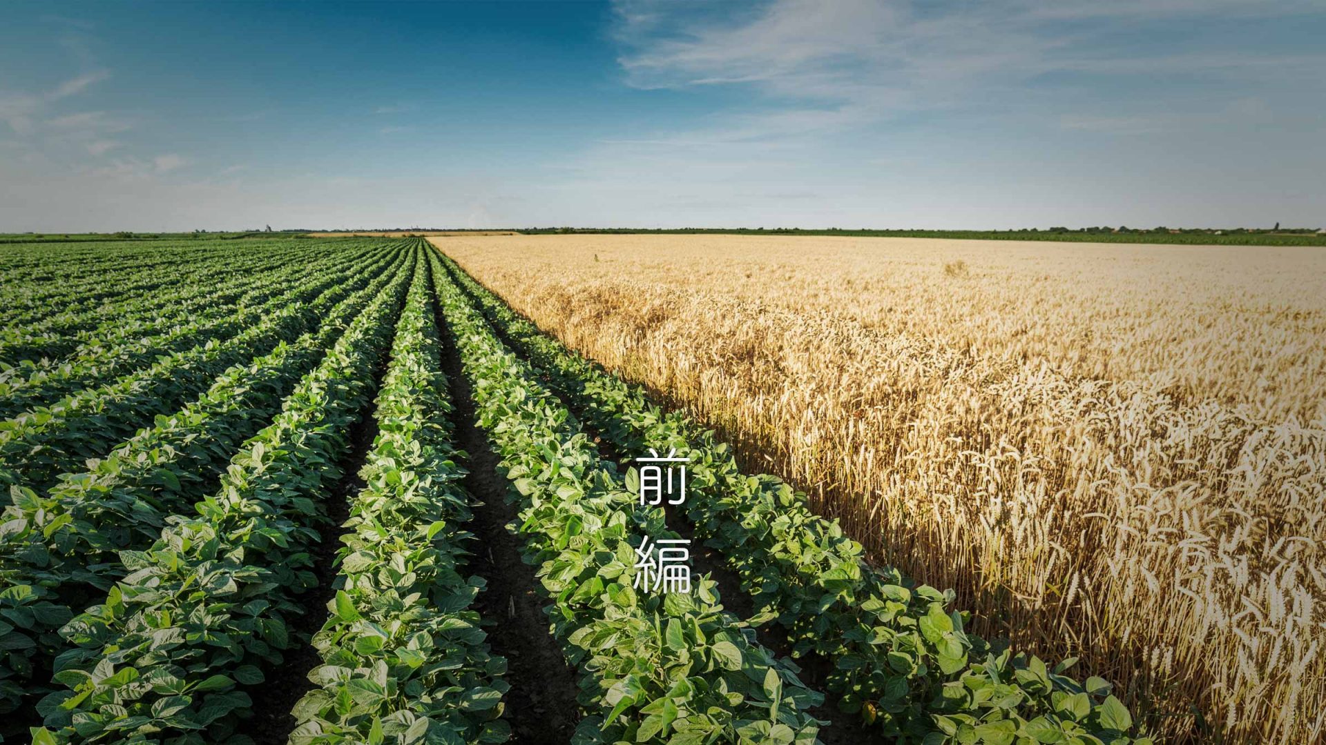 高所得稲作農家の選ぶ第2作目は 麦と大豆を徹底比較 前編 農業利益創造研究所