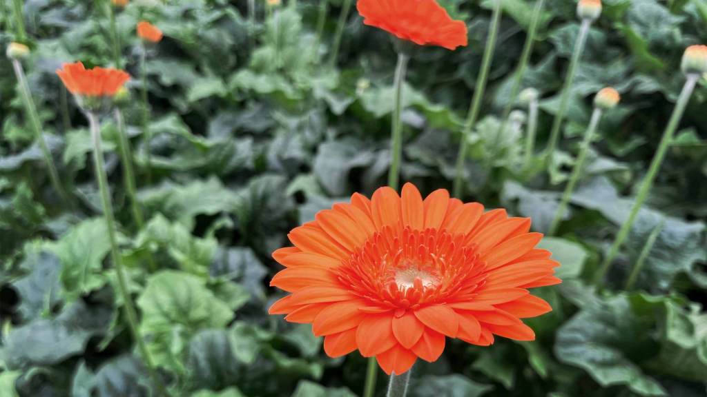 enjoy the flowers！色とりどりのガーベラで毎日を明るく照らす【農業